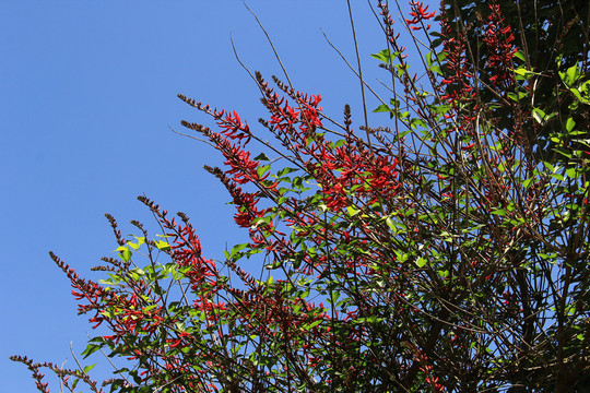 一串红树花
