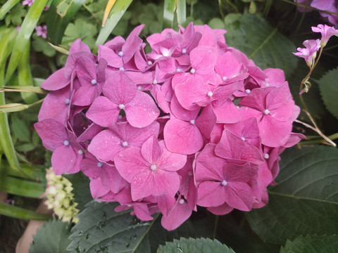 绣球花