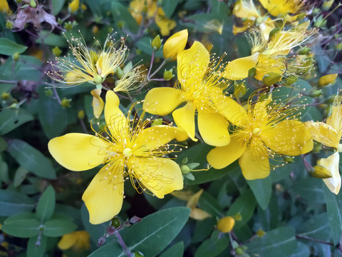 金丝桃花