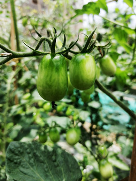 绿色圣女果小番茄