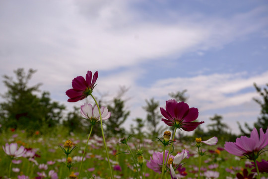 波斯菊格桑花