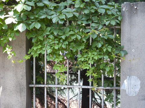 庭院绿化植物爬山虎