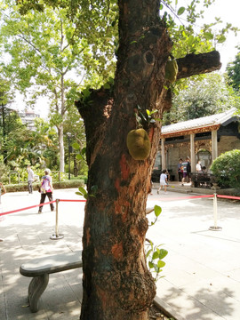 菠萝蜜树