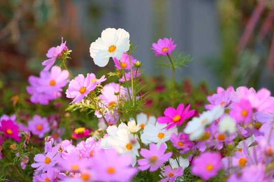 格桑花格桑花海