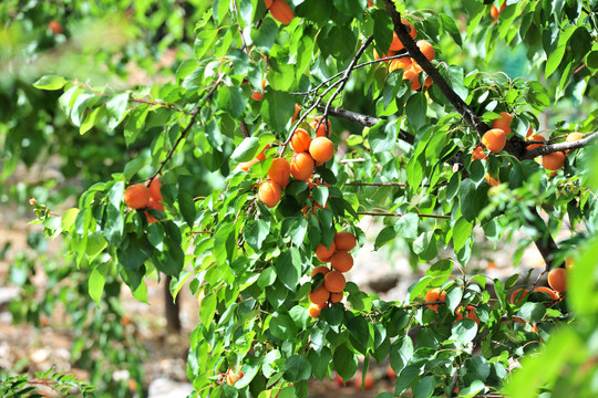 杏子种植园