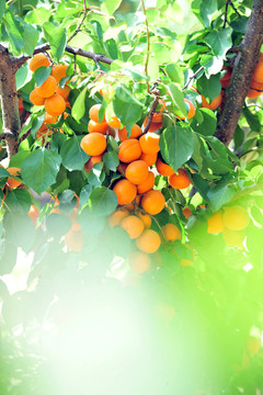 夏季杏子熟了