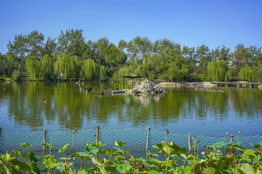 天津动物园水禽湖