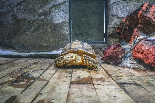 天津动物园苏卡达陆龟