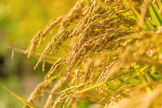 田地里成熟的水稻稻穗