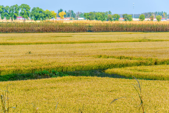 秋天成熟的稻田地
