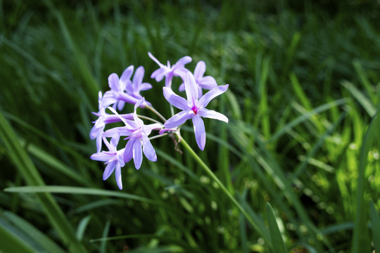 紫娇花