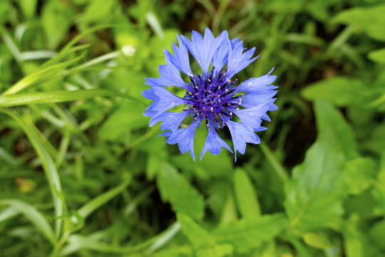 蓝花矢车菊