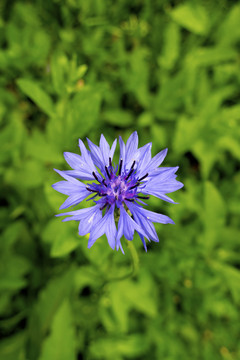 蓝花矢车菊