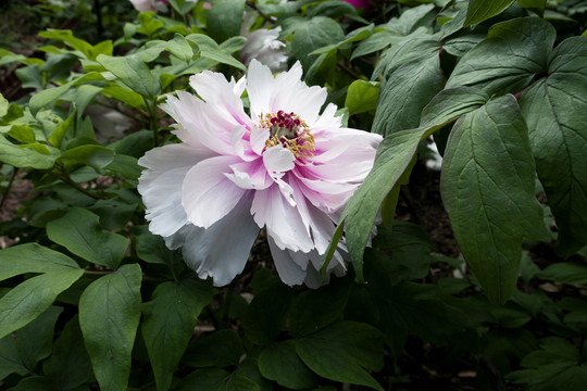 牡丹花