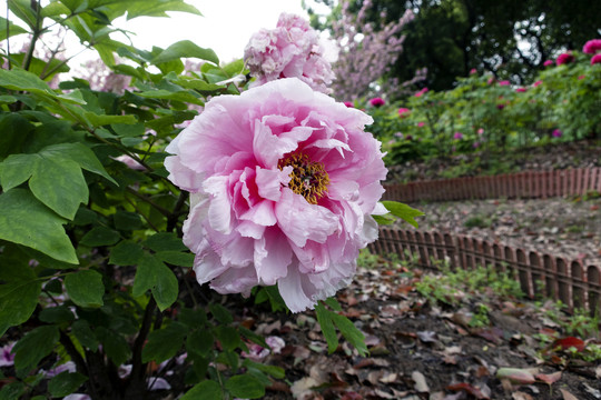 牡丹花
