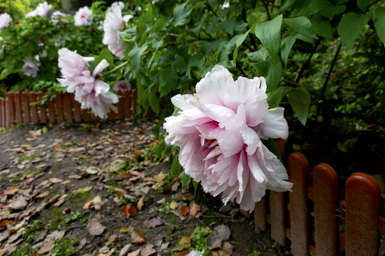 牡丹花