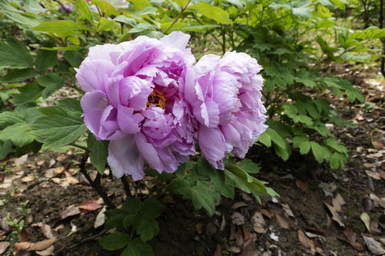 牡丹花