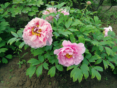 牡丹花