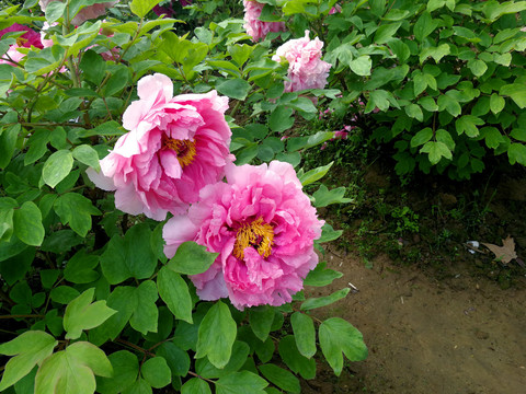 牡丹花