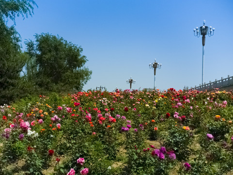 一片鲜花