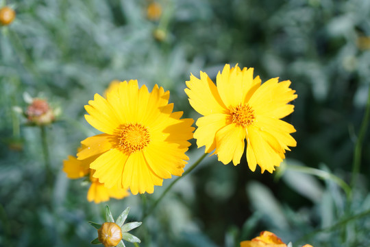 金鸡菊