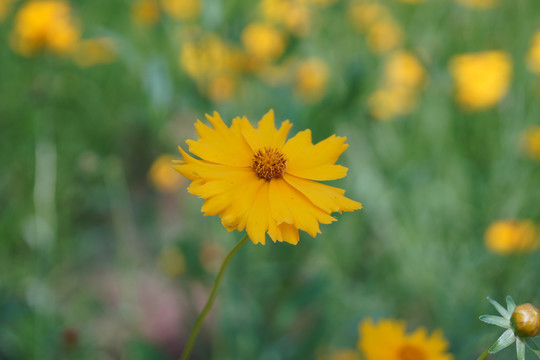 金鸡菊