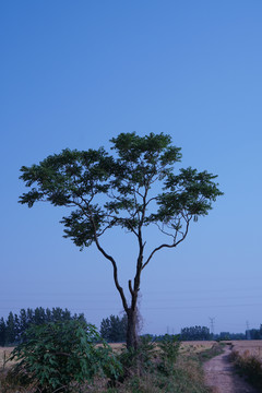 田间老树