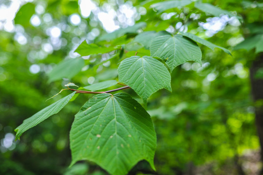 植物叶子春季