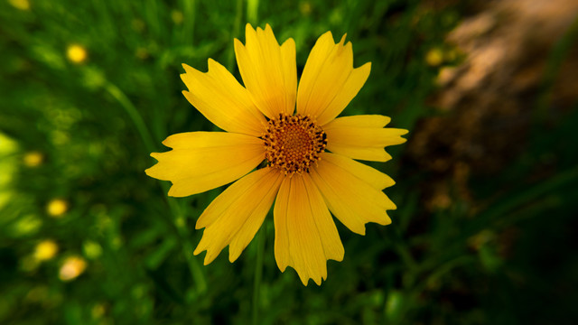 金鸡菊
