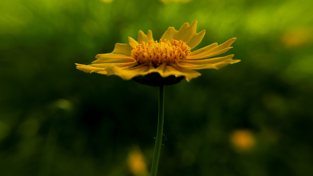 金鸡菊