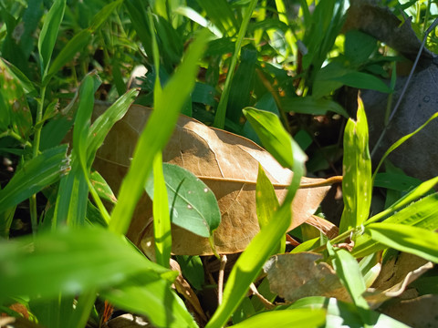 野草杂草小草