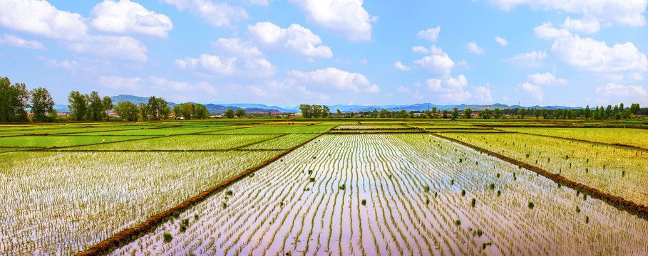 巨幅远山稻田