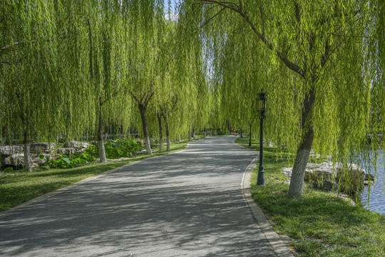 北宁公园柳树步道