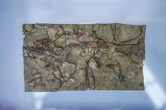山东硅藻鼠完整化石