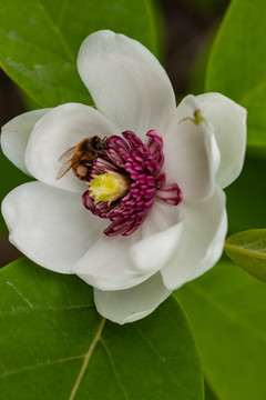 木兰花蕊花瓣中的蜜蜂特写13