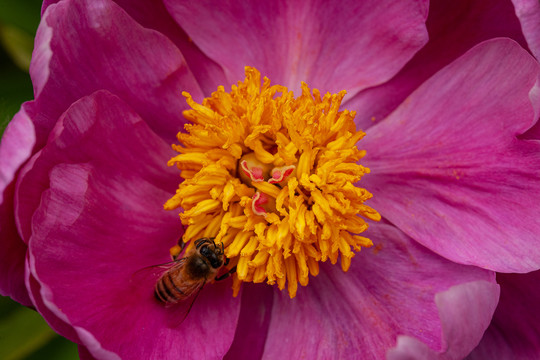 芍药花蕊花瓣中的蜜蜂特写16