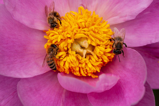 芍药花蕊花瓣中的蜜蜂特写36
