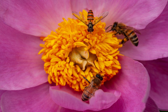 芍药花蕊花瓣中的蜜蜂特写60