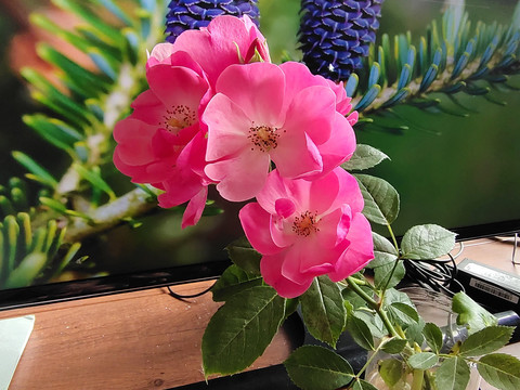 蔷薇花