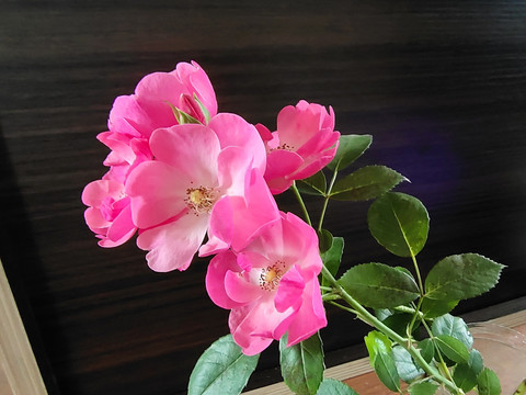 一枝花