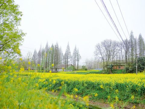 花海小屋