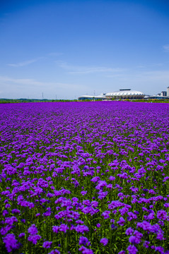 马鞭草花海