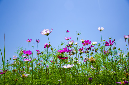 格桑花