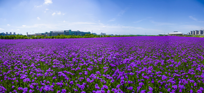 马鞭草花海