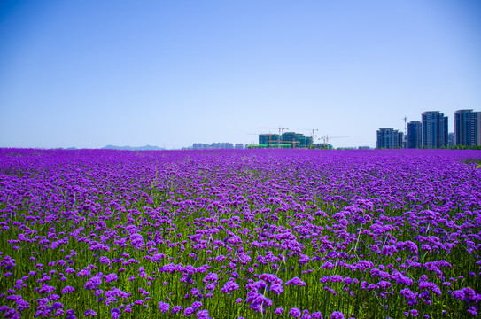 马鞭草花海