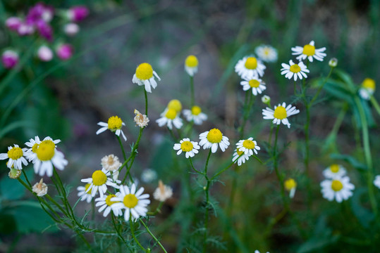 小菊花洋甘菊