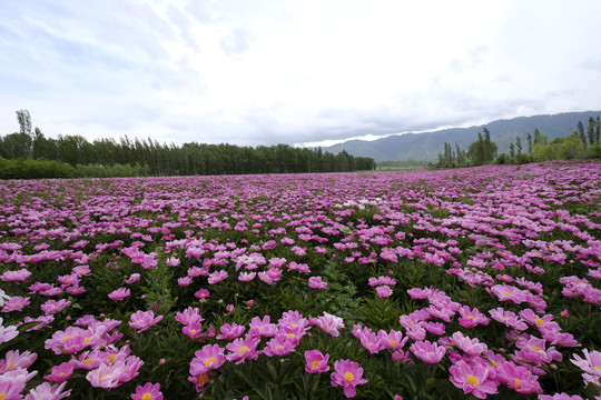 芍药花