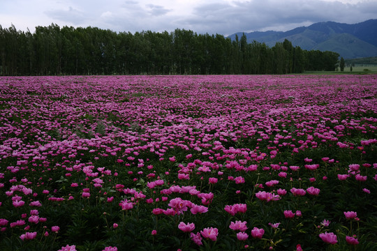 粉芍药