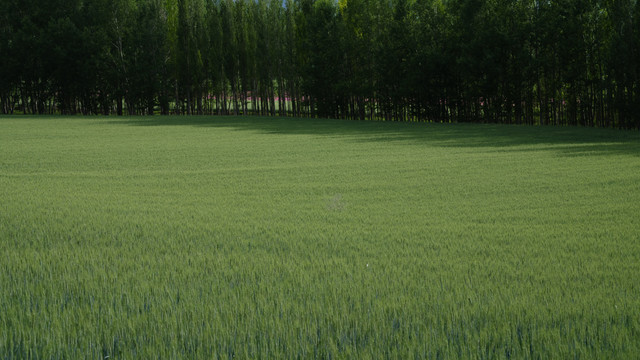 绿色田野