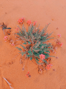 沙漠植物玫瑰草
